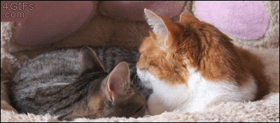 Cats Who Prove Why They Aren't Considered Man's Best Friend Cats Who Prove Why They Aren't Considered Man's Best Friend