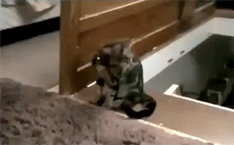 Cats Who Prove Why They Aren't Considered Man's Best Friend Cats Who Prove Why They Aren't Considered Man's Best Friend