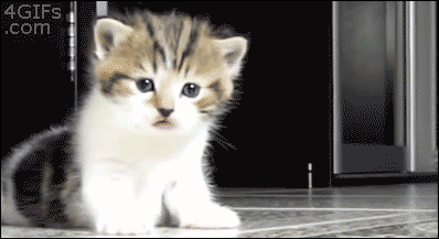 Cats Who Prove Why They Aren't Considered Man's Best Friend Cats Who Prove Why They Aren't Considered Man's Best Friend