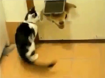 Cats Who Prove Why They Aren't Considered Man's Best Friend Cats Who Prove Why They Aren't Considered Man's Best Friend