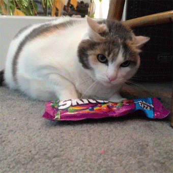Cats Who Prove Why They Aren't Considered Man's Best Friend Cats Who Prove Why They Aren't Considered Man's Best Friend