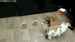 Cats Who Prove Why They Aren't Considered Man's Best Friend Cats Who Prove Why They Aren't Considered Man's Best Friend