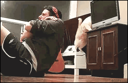 Cats Who Prove Why They Aren't Considered Man's Best Friend Cats Who Prove Why They Aren't Considered Man's Best Friend