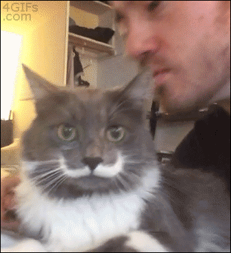 Cats Who Prove Why They Aren't Considered Man's Best Friend Cats Who Prove Why They Aren't Considered Man's Best Friend