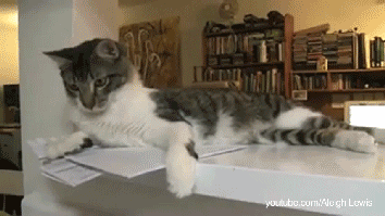 Cats Who Prove Why They Aren't Considered Man's Best Friend Cats Who Prove Why They Aren't Considered Man's Best Friend