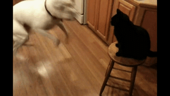 Cats Who Prove Why They Aren't Considered Man's Best Friend Cats Who Prove Why They Aren't Considered Man's Best Friend