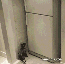 13 Clever Pets That Might Actually Be Smarter Than All Of Us. 13 Clever Pets That Might Actually Be Smarter Than All Of Us.