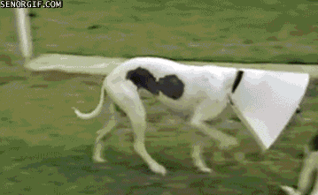 13 Clever Pets That Might Actually Be Smarter Than All Of Us. 13 Clever Pets That Might Actually Be Smarter Than All Of Us.