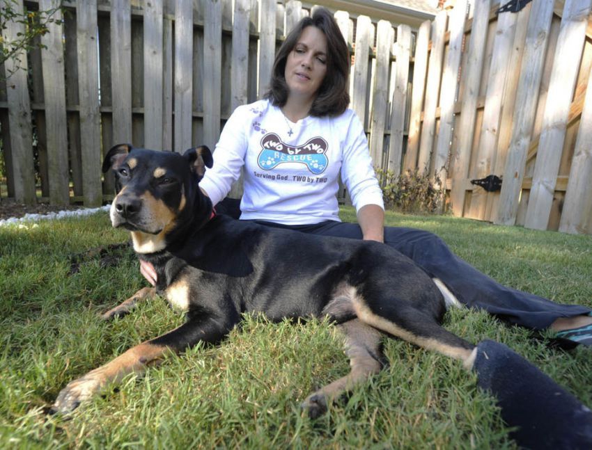Dog named 'Lazarus' survives euthanasia attempt