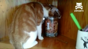 These 20 Gifs Present Your Cup Of Instant Karma For The Day These 20 Gifs Present Your Cup Of Instant Karma For The Day