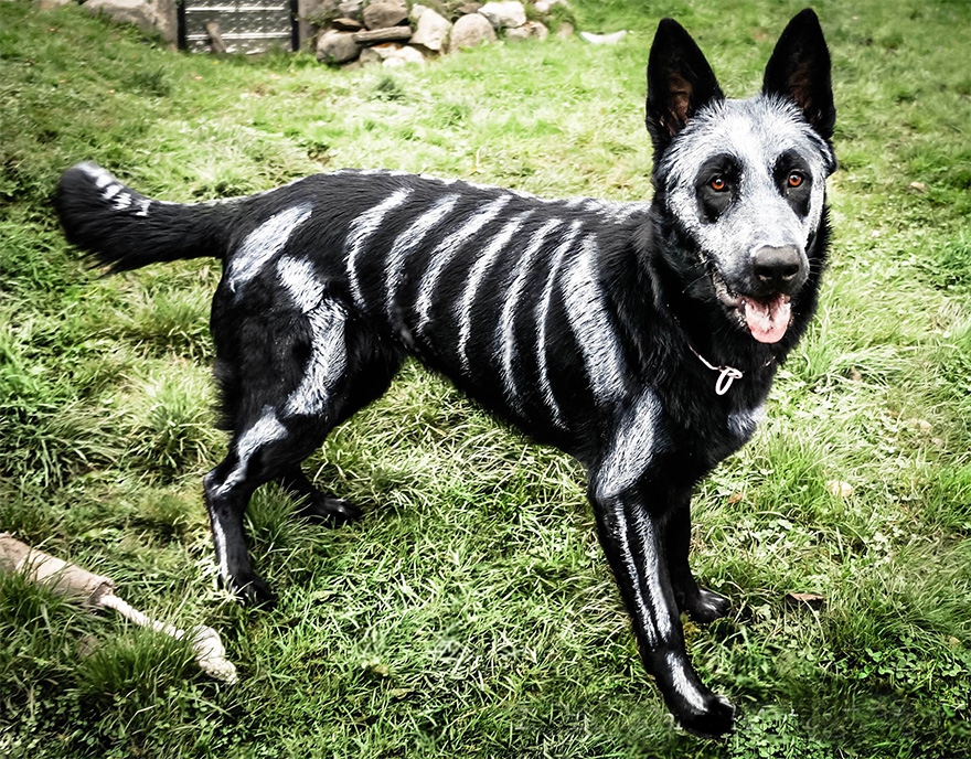 Non-Toxic Face Paint To Turn Your Animals Into Creepy Skeletons 