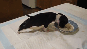 The 30 Teeniest Tiniest Puppies Being Adorably Teeny Tiny  The 30 Teeniest Tiniest Puppies Being Adorably Teeny Tiny
