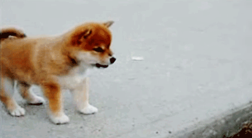 The 30 Teeniest Tiniest Puppies Being Adorably Teeny Tiny  The 30 Teeniest Tiniest Puppies Being Adorably Teeny Tiny