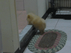 The 30 Teeniest Tiniest Puppies Being Adorably Teeny Tiny  The 30 Teeniest Tiniest Puppies Being Adorably Teeny Tiny