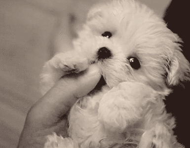 The 30 Teeniest Tiniest Puppies Being Adorably Teeny Tiny  The 30 Teeniest Tiniest Puppies Being Adorably Teeny Tiny
