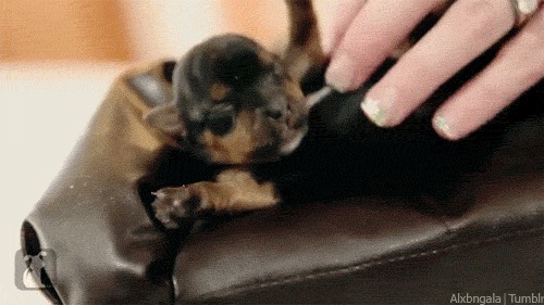 The 30 Teeniest Tiniest Puppies Being Adorably Teeny Tiny 