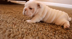 The 30 Teeniest Tiniest Puppies Being Adorably Teeny Tiny  The 30 Teeniest Tiniest Puppies Being Adorably Teeny Tiny