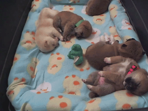 The 30 Teeniest Tiniest Puppies Being Adorably Teeny Tiny  The 30 Teeniest Tiniest Puppies Being Adorably Teeny Tiny