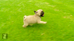 The 30 Teeniest Tiniest Puppies Being Adorably Teeny Tiny  The 30 Teeniest Tiniest Puppies Being Adorably Teeny Tiny