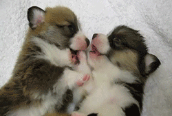The 30 Teeniest Tiniest Puppies Being Adorably Teeny Tiny  The 30 Teeniest Tiniest Puppies Being Adorably Teeny Tiny