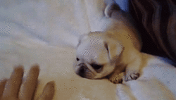 The 30 Teeniest Tiniest Puppies Being Adorably Teeny Tiny  The 30 Teeniest Tiniest Puppies Being Adorably Teeny Tiny