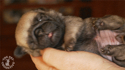 The 30 Teeniest Tiniest Puppies Being Adorably Teeny Tiny  The 30 Teeniest Tiniest Puppies Being Adorably Teeny Tiny