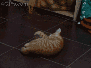 The 16 Greatest Battles Fought By The Most Courageous Cats Of Our Time The 16 Greatest Battles Fought By The Most Courageous Cats Of Our Time
