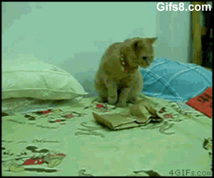 The 16 Greatest Battles Fought By The Most Courageous Cats Of Our Time The 16 Greatest Battles Fought By The Most Courageous Cats Of Our Time
