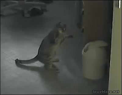 The 16 Greatest Battles Fought By The Most Courageous Cats Of Our Time The 16 Greatest Battles Fought By The Most Courageous Cats Of Our Time