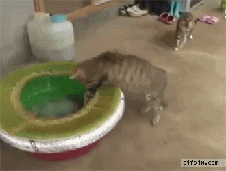 The 16 Greatest Battles Fought By The Most Courageous Cats Of Our Time The 16 Greatest Battles Fought By The Most Courageous Cats Of Our Time