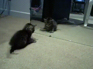 The 16 Greatest Battles Fought By The Most Courageous Cats Of Our Time The 16 Greatest Battles Fought By The Most Courageous Cats Of Our Time