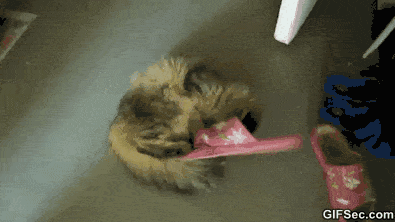The 16 Greatest Battles Fought By The Most Courageous Cats Of Our Time The 16 Greatest Battles Fought By The Most Courageous Cats Of Our Time