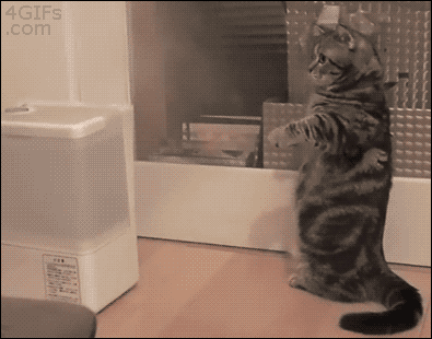 The 16 Greatest Battles Fought By The Most Courageous Cats Of Our Time The 16 Greatest Battles Fought By The Most Courageous Cats Of Our Time
