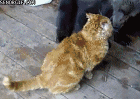 The 16 Greatest Battles Fought By The Most Courageous Cats Of Our Time The 16 Greatest Battles Fought By The Most Courageous Cats Of Our Time