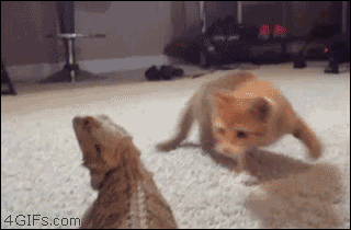 The 16 Greatest Battles Fought By The Most Courageous Cats Of Our Time The 16 Greatest Battles Fought By The Most Courageous Cats Of Our Time