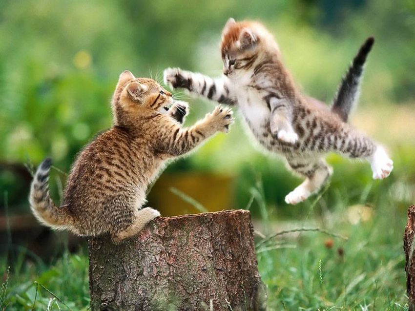 The 16 Greatest Battles Fought By The Most Courageous Cats Of Our Time