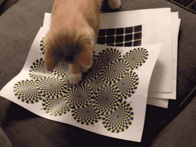 Bored With Pranking Your Friends? Prank Your Cat, Instead Bored With Pranking Your Friends? Prank Your Cat, Instead