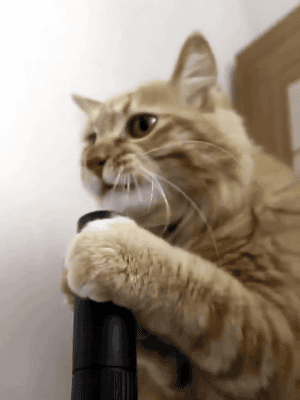 Bored With Pranking Your Friends? Prank Your Cat, Instead Bored With Pranking Your Friends? Prank Your Cat, Instead
