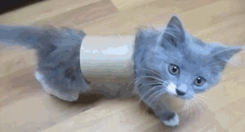 Bored With Pranking Your Friends? Prank Your Cat, Instead Bored With Pranking Your Friends? Prank Your Cat, Instead