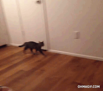 Bored With Pranking Your Friends? Prank Your Cat, Instead Bored With Pranking Your Friends? Prank Your Cat, Instead