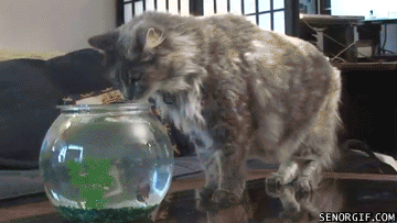Bored With Pranking Your Friends? Prank Your Cat, Instead Bored With Pranking Your Friends? Prank Your Cat, Instead