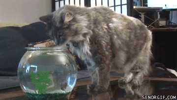 Bored With Pranking Your Friends? Prank Your Cat, Instead