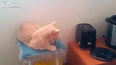 Bored With Pranking Your Friends? Prank Your Cat, Instead Bored With Pranking Your Friends? Prank Your Cat, Instead
