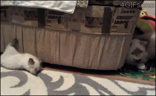 Bored With Pranking Your Friends? Prank Your Cat, Instead Bored With Pranking Your Friends? Prank Your Cat, Instead