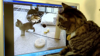 Bored With Pranking Your Friends? Prank Your Cat, Instead Bored With Pranking Your Friends? Prank Your Cat, Instead