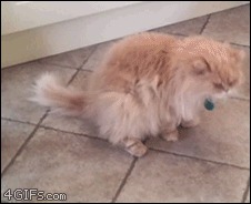 Bored With Pranking Your Friends? Prank Your Cat, Instead