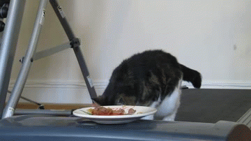 Bored With Pranking Your Friends? Prank Your Cat, Instead Bored With Pranking Your Friends? Prank Your Cat, Instead