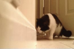 Bored With Pranking Your Friends? Prank Your Cat, Instead Bored With Pranking Your Friends? Prank Your Cat, Instead