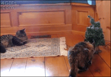 Bored With Pranking Your Friends? Prank Your Cat, Instead Bored With Pranking Your Friends? Prank Your Cat, Instead