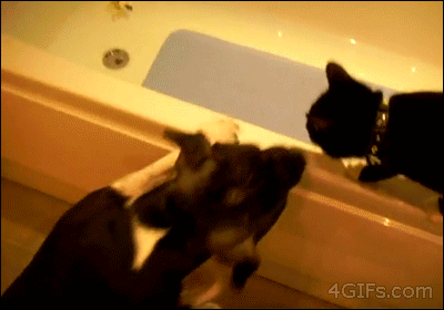 Bored With Pranking Your Friends? Prank Your Cat, Instead Bored With Pranking Your Friends? Prank Your Cat, Instead